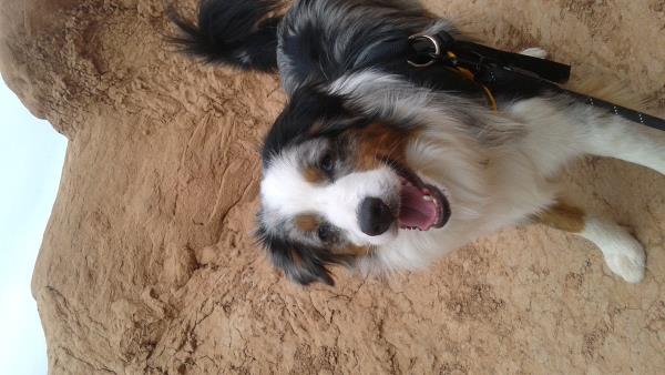 /Images/uploads/Humane Society of Utah/HSUCalendar/entries/1054thumb.jpg